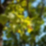 A tree with wilting leaves as a sign of stress