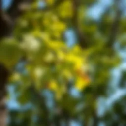 A tree with wilting leaves as a sign of stress