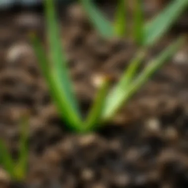 Aloe vera cutting placed in soil