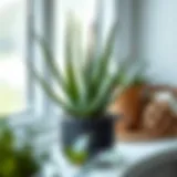 Aloe vera plant in a decorative pot