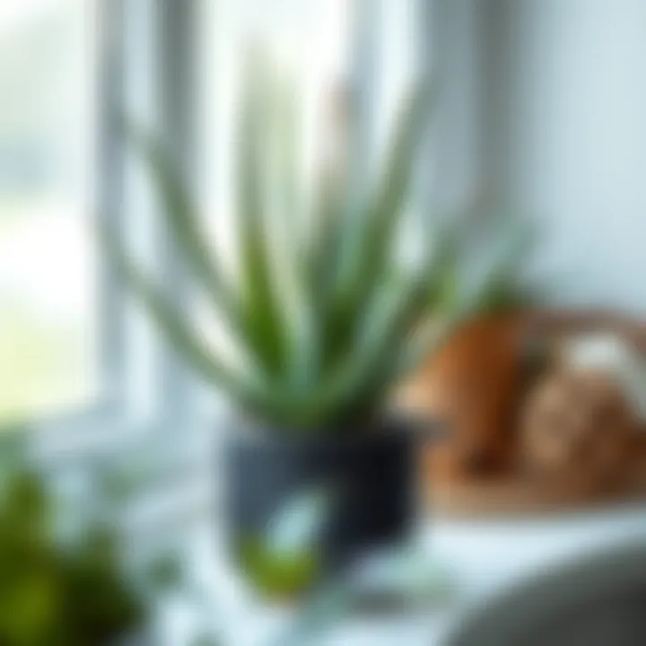 Aloe vera plant in a decorative pot