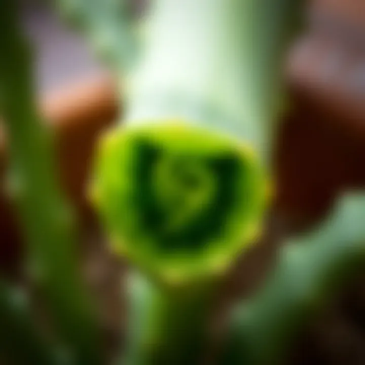 Freshly cut aloe vera leaf showcasing the succulent interior