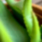 Close-up of fresh aloe vera leaves showcasing the texture and quality