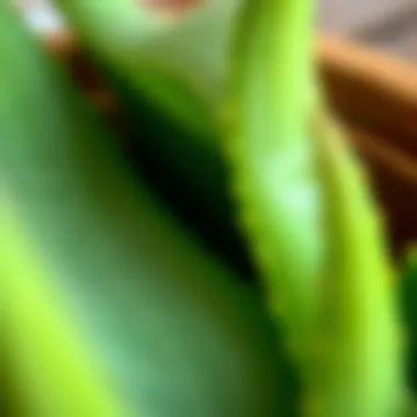 Close-up of fresh aloe vera leaves showcasing the texture and quality