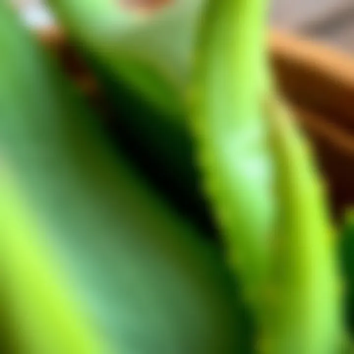 Close-up of fresh aloe vera leaves showcasing the texture and quality