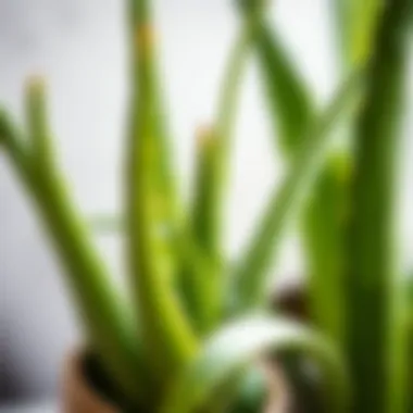 Natural Healing with Aloe Vera Aloe vera plant showcasing its natural healing abilities