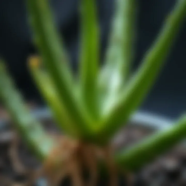 Close-up of aloe vera leaves with roots