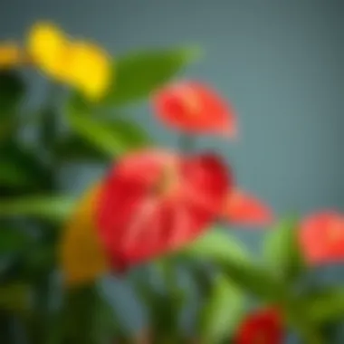 Anthurium flowers in various colors thriving indoors