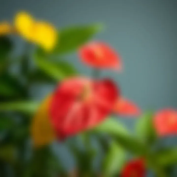 Anthurium flowers in various colors thriving indoors