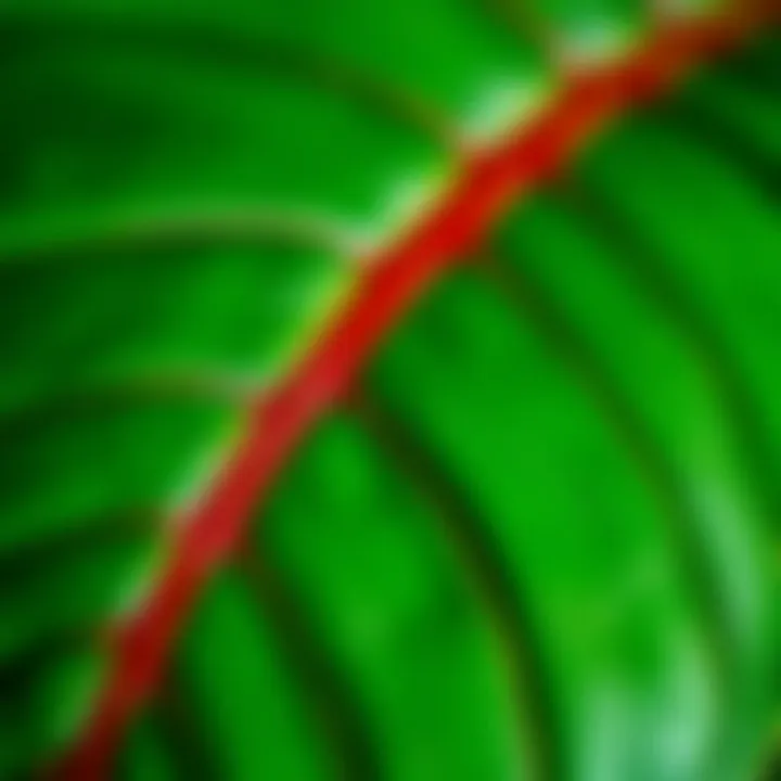 Close-up of an Anthurium leaf highlighting its glossy texture
