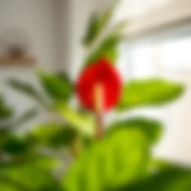 Healthy Anthurium in a well-lit room, illustrating ideal growth conditions