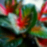 Vibrant Anthurium plant showcasing its unique foliage