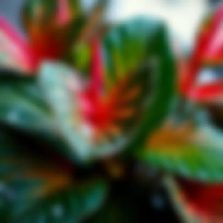 Vibrant Anthurium plant showcasing its unique foliage