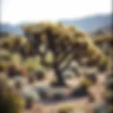 Diverse tree species thriving in arid soil