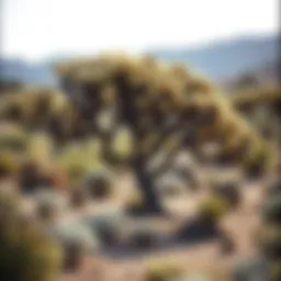 Diverse tree species thriving in arid soil