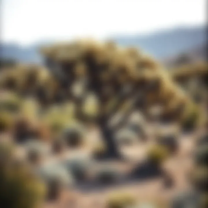 Diverse tree species thriving in arid soil