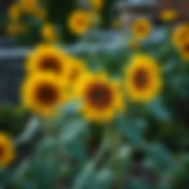 Sunflower plants in a well-maintained garden setting