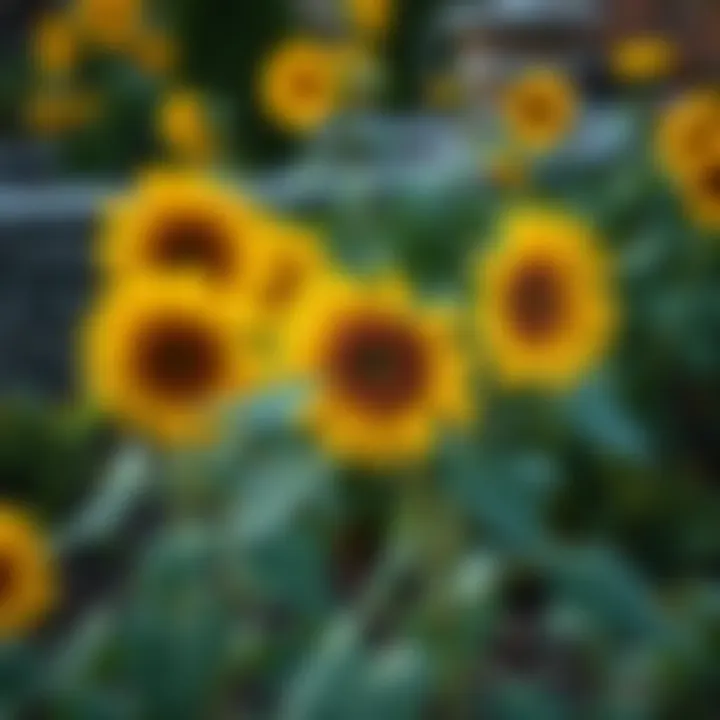 Sunflower plants in a well-maintained garden setting