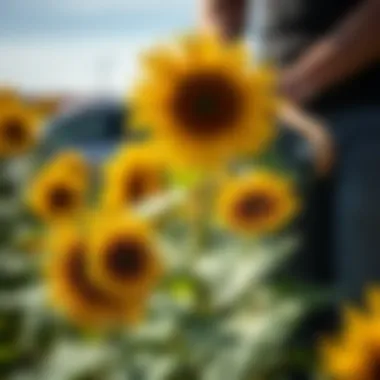 Harvesting sunflowers with tools on a bright sunny day
