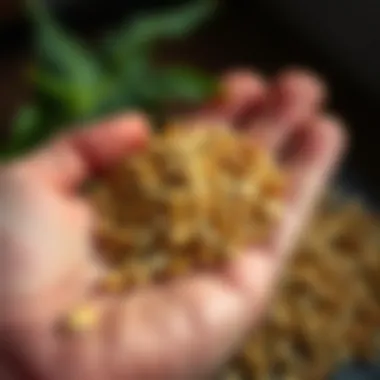 Close-up of sunflower seeds in a hand, showcasing their texture