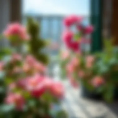 Close-Up of Blooming Balcony Flowers Close-up of blooming flowers in a sunny balcony
