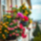 Vibrant balcony flowers in full bloom
