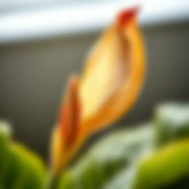 Close-up of dried leaf tips on a peace lily