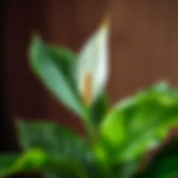 Healthy peace lily with vibrant green leaves
