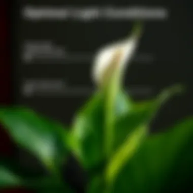 Diagram illustrating optimal light conditions for peace lily