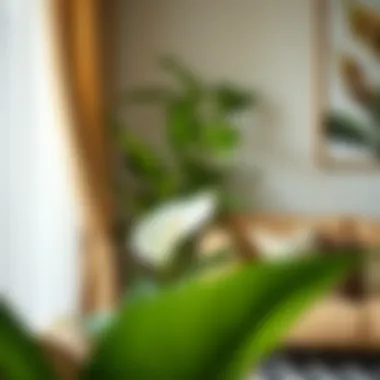 A serene corner of a living room featuring a peace lily plant.
