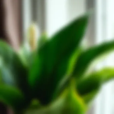 Close-up of the lush green leaves of a peace lily.
