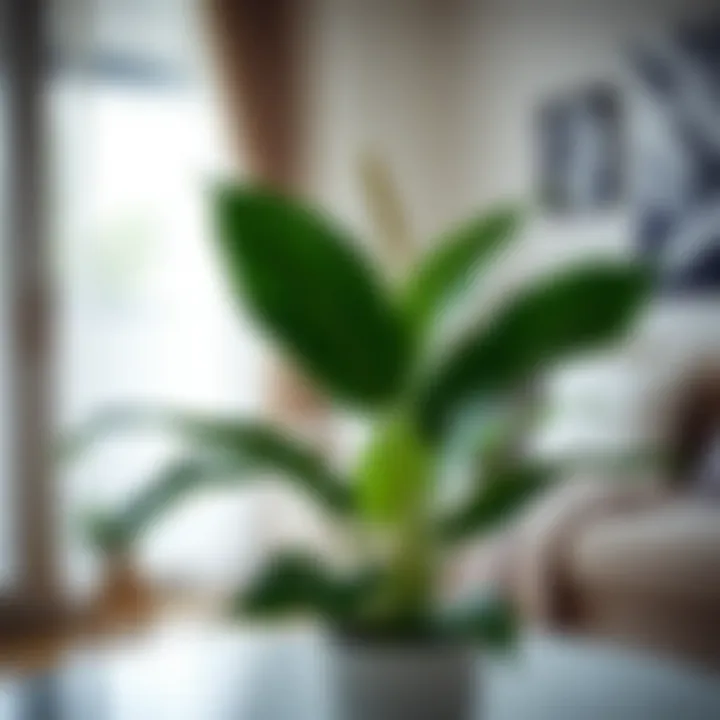 A vibrant peace lily in a stylish home interior.