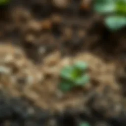 Different types of soil showcasing texture and color variations