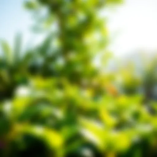 Lush green plants thriving in bright sunlight