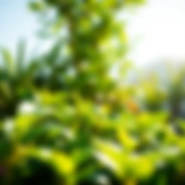 Lush green plants thriving in bright sunlight