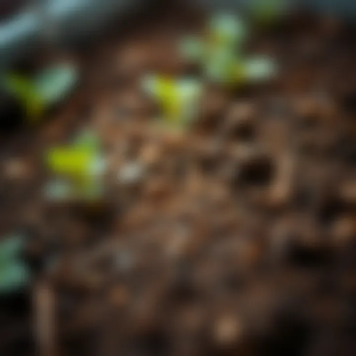 Close-up of soil rich in nutrients for plant growth