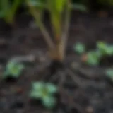 Illustration of soil composition affecting root development