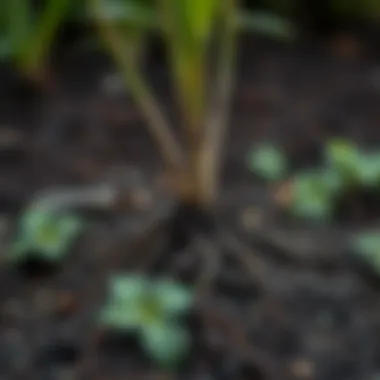 Illustration of soil composition affecting root development