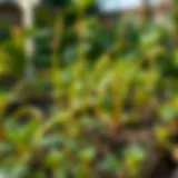 Brokoli plants thriving in a garden