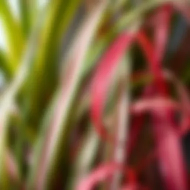 Close-up of a vibrant slender leaf plant