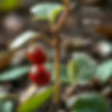 Infographic on the germination process of plum seeds