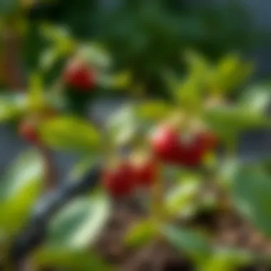 Visual guide to planting plum seeds in a garden