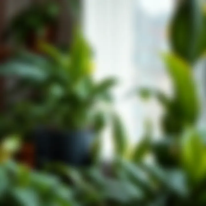 Different types of indoor plants enhancing interior aesthetics