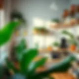 A tranquil room with organized shelves and plants