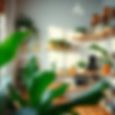 A tranquil room with organized shelves and plants