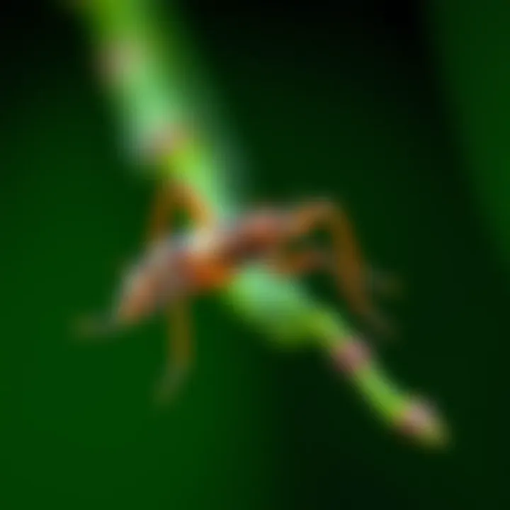 Identification of common household insects