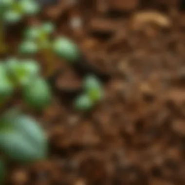 Compost enriching garden soil with nutrients