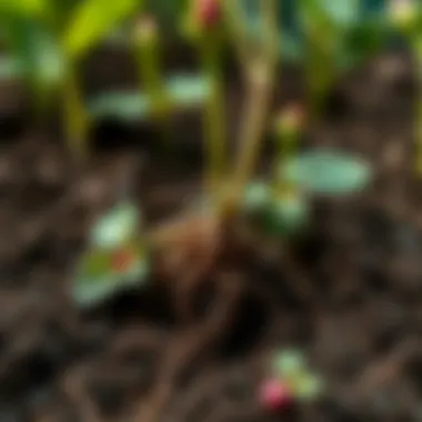 Detailed view of rose roots developing in nutrient-rich soil