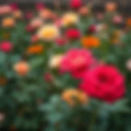 Vibrant rose garden in full bloom showcasing various colors and types of roses