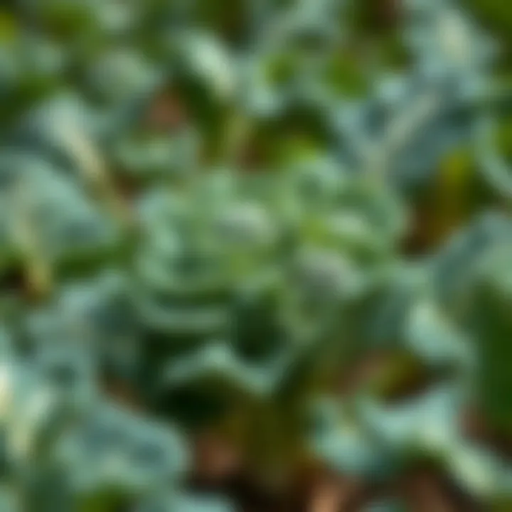 Harvesting broccoli in a lush garden